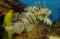 课程管理平台的ddos攻击ip软件下载